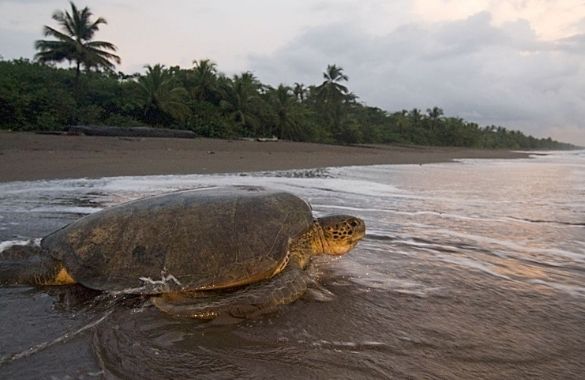 Tortuguero