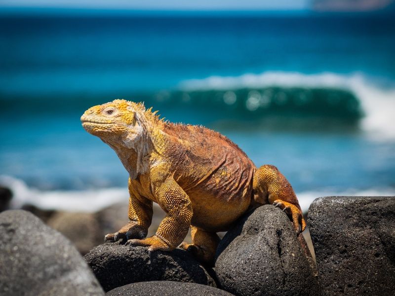 setmana santa a les galápagos