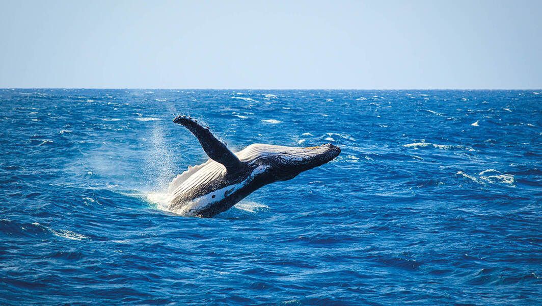 avistament balenes alaska