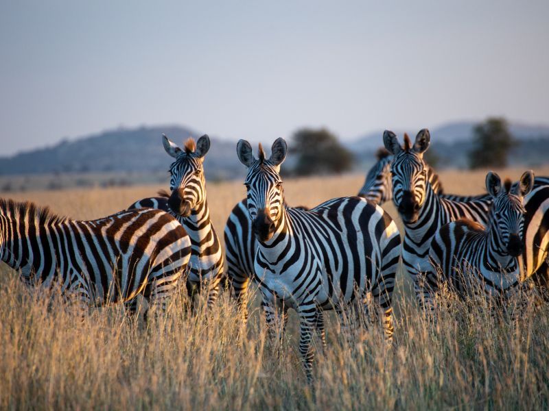 safari tanzania