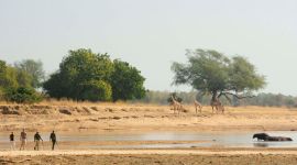 safari a zàmbia