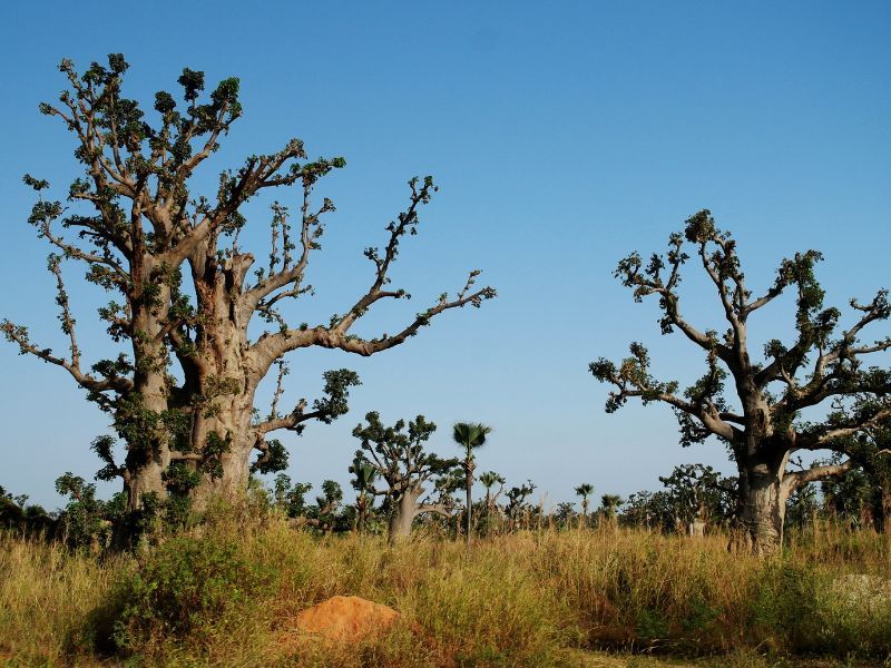 baobabs