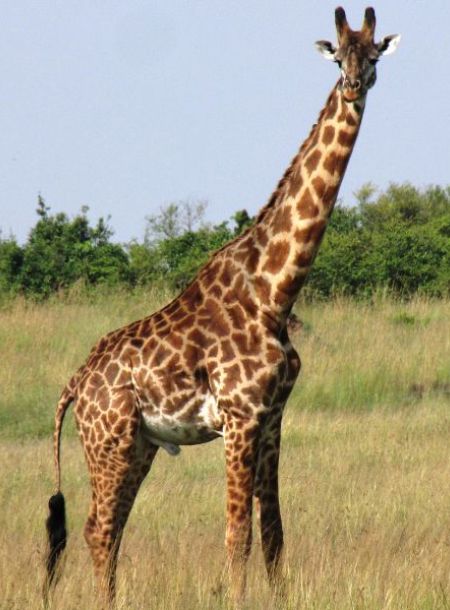 girafa a kenya