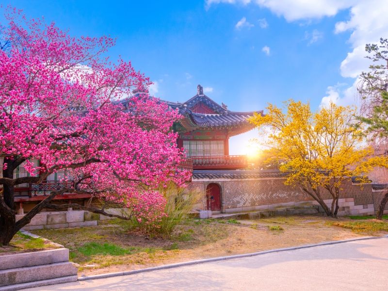 viatge primavera 2026 Corea
