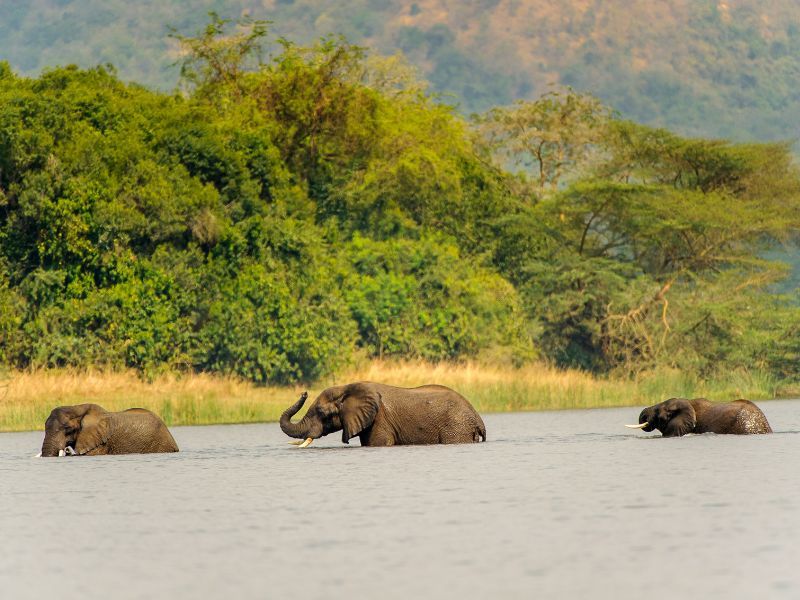 safari estiu 2024 Uganda