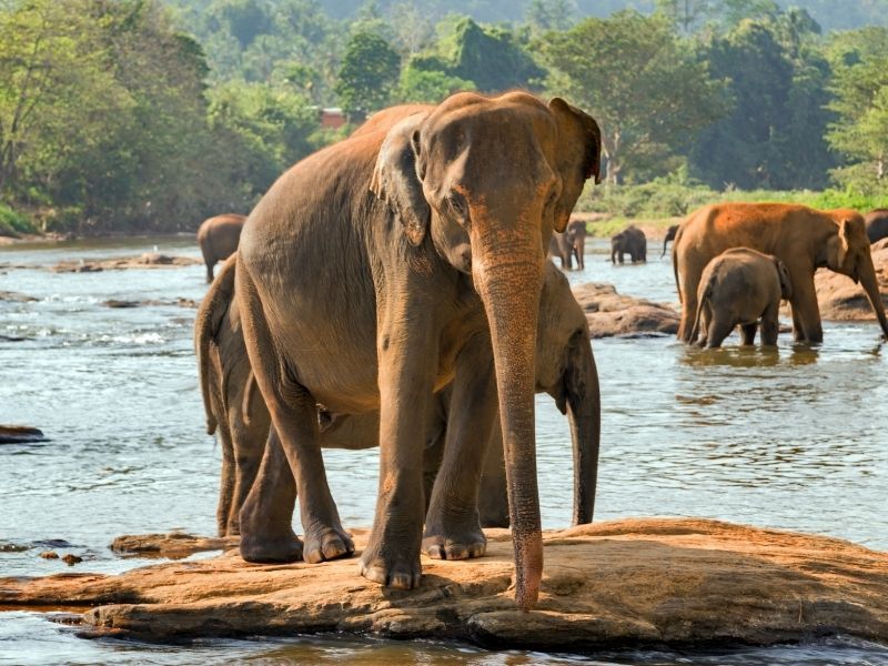 ruta per sri lanka