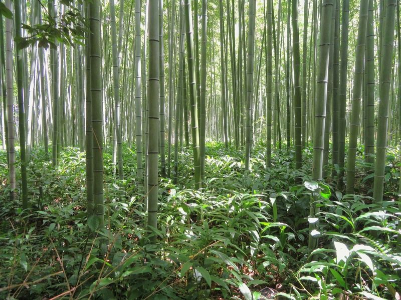 bosc de bambú
