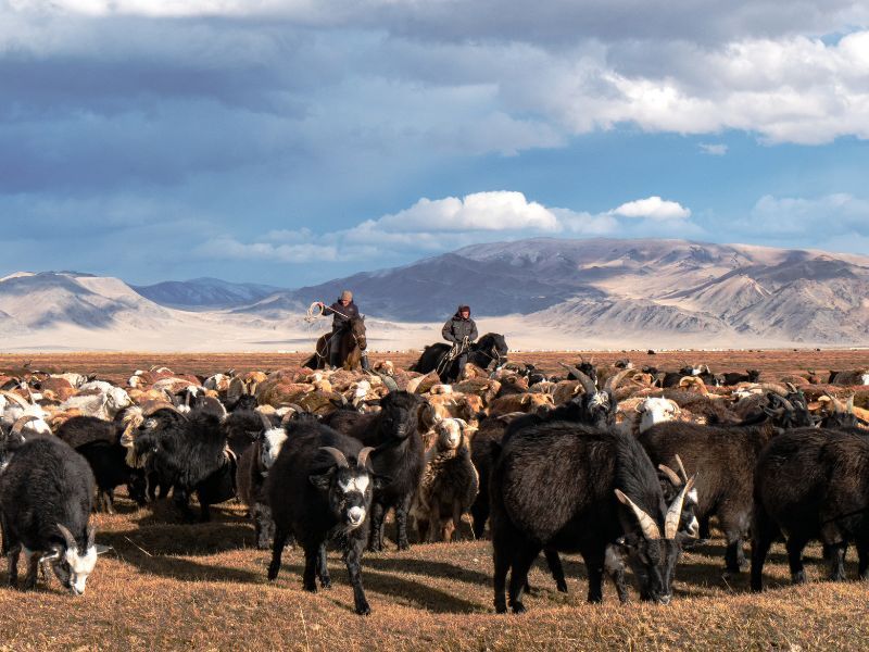 ramaders nòmades a Mongolia
