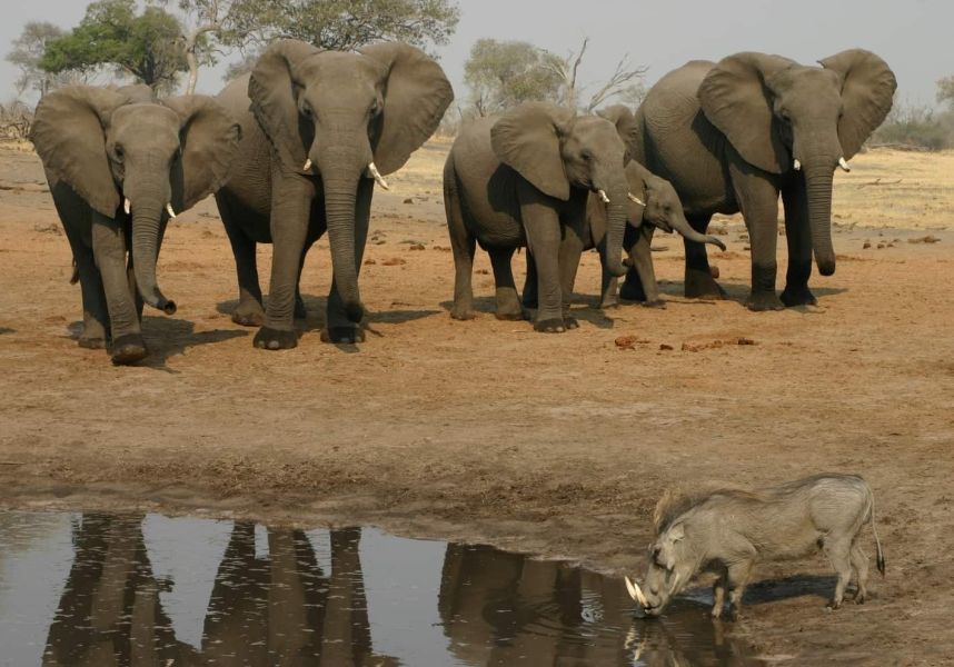 fauna africana safaris fotogràfics