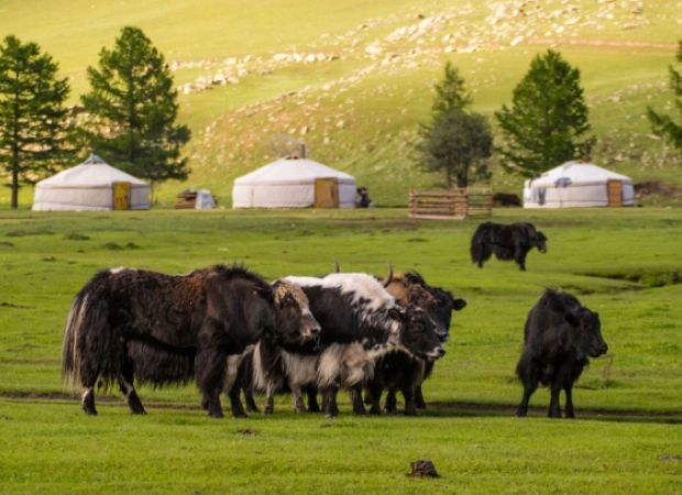 Viatge a Mongolia amb grup reduït