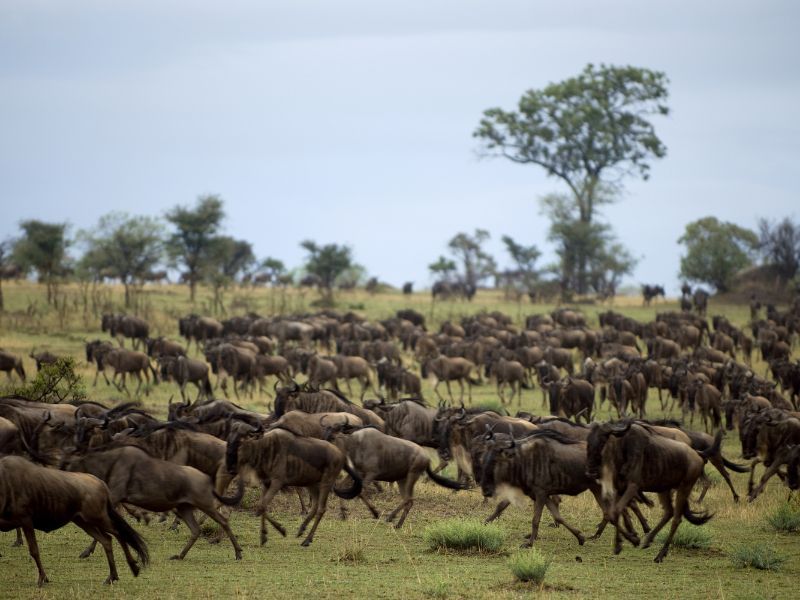 Migració nyus al serengeti