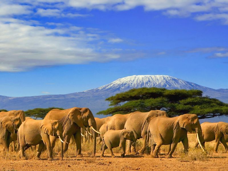 Ngorongoro