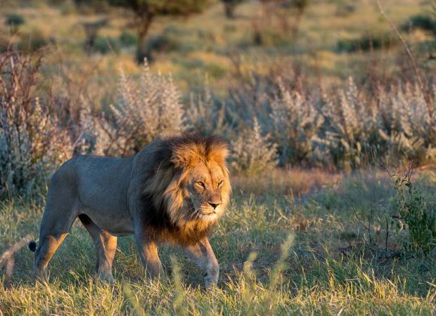 Safari a Botswana