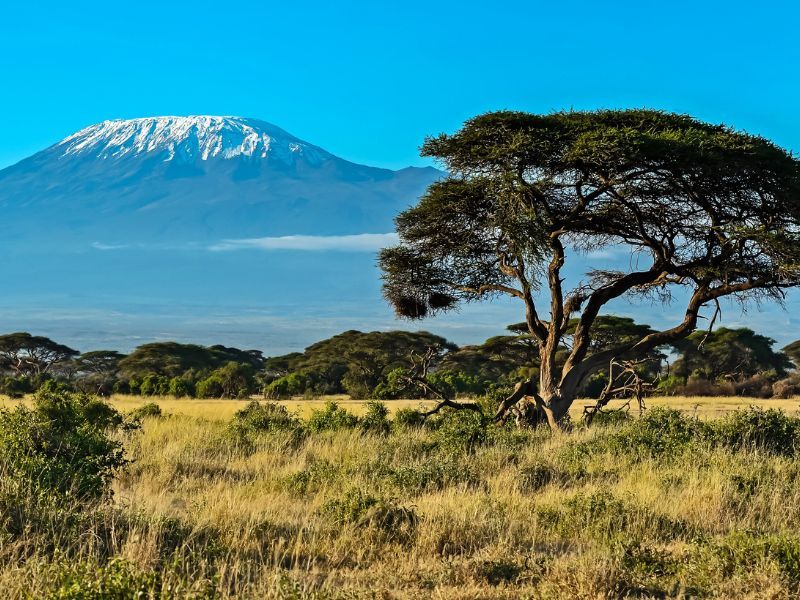 kilimanjaro