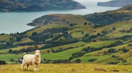 Nova zelanda amb cotxe de lloguer