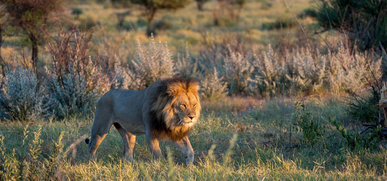 safari botswana