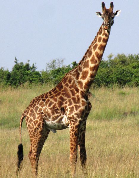 girafa a kenya