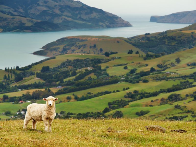 Nova zelanda creuer