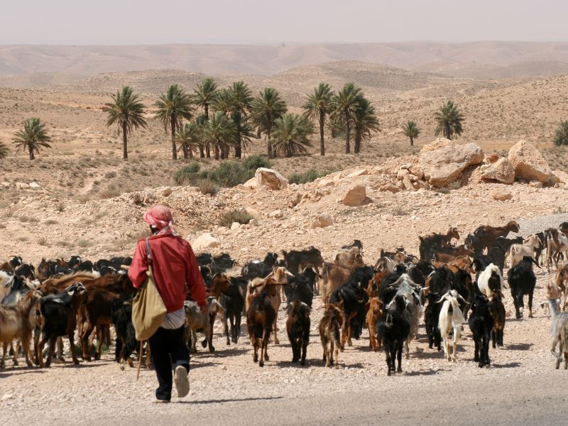 desert de tunísia