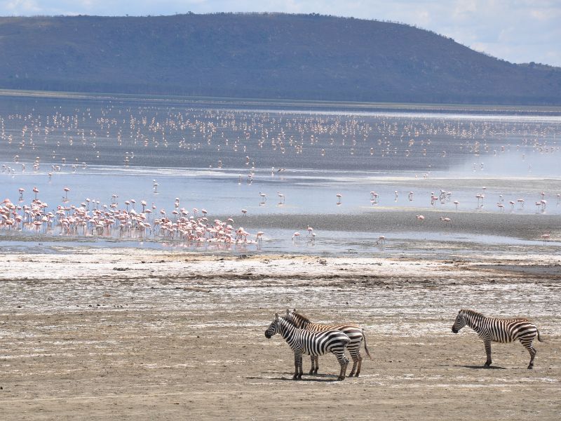 llac naivasha kenia