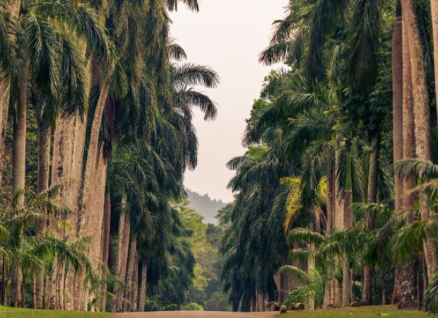 desembre viatge en grup sri lanka