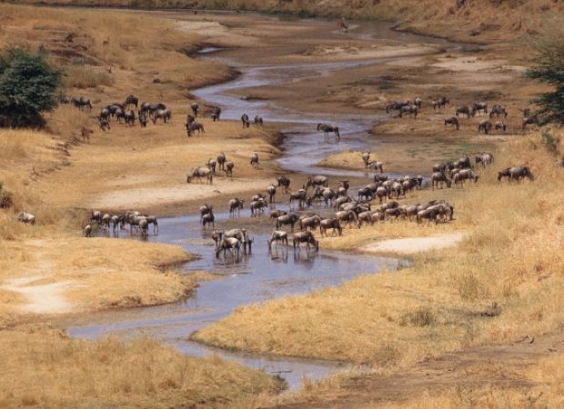 Safaris Tanzania 2026