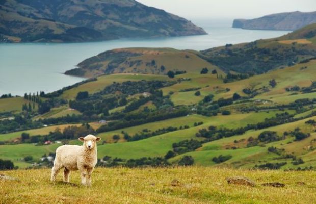 Nova zelanda amb cotxe de lloguer