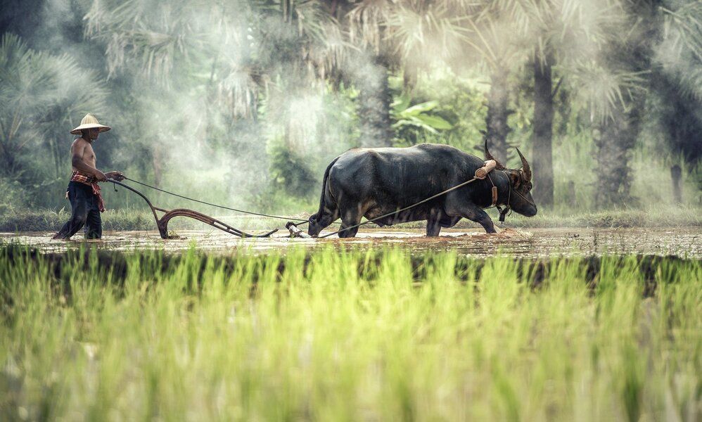 Viatge en grup Vietnam i Cambodja